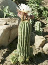 Nagpapakilala ng uri o kabagayan ng isang pangngalan o panghalip. Succulent Ano Ba Ito Mga Uri Mga Pangalan Pag Aanak At Pag Aalaga Sa Tahanan Cacti At Succulents Sa Likas Na Katangian