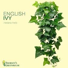 Image result for Hedera
