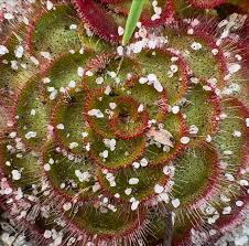 Image result for Droseraceae