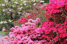 America S Best Spring Flower Festivals Flower Festival Azaleas Garden Azalea Festival