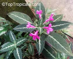 Image result for Ruellia makoyana