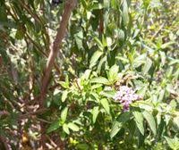 Image result for Lippia abyssinica
