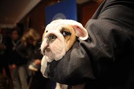 The bca recognizes health testing. Why Breeding Bulldogs Is Borderline Inhumane The Washington Post