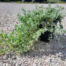 Image result for Stemodia serrata