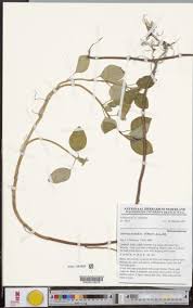 Image result for Heterotis decumbens