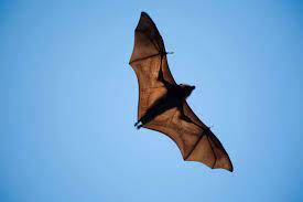 It is made of top quality materials that will allow the product to withstand the test of time in good condition as proven by many pest defender reviews about this pest repeller ultimate at youtube. Bat Pest Control Top 7 Things You Should Know The Pest Rangers