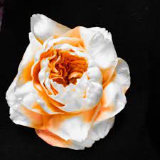 Check spelling or type a new query. Cathy Cowgill Remarkable Flowers Home Facebook