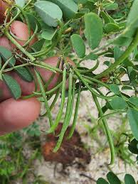 Image result for Indigofera streyana