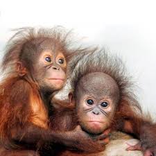 Résultat de recherche d'images pour "droles singes"