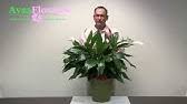Maybe you would like to learn more about one of these? Avas Flowers Birds Of Paradise Bouquet Youtube
