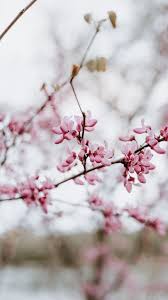 The Latest Iphone11 Iphone11 Pro Iphone 11 Pro Max Mobile Phone Hd Wallpapers Free Download Flower Bloom In 2020 Wallpaper Free Download Free Wallpaper Wallpaper