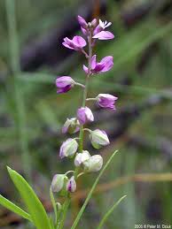 Image result for Polygala capillaris