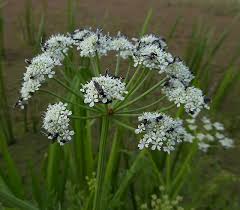 Image result for Oenanthe procumbens