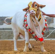 20 Hd Eid Ul Adha Wallpapers Backgrounds And Pictures Cow Pictures Animals Beautiful Animals