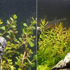 Image result for Rotala submersa