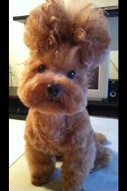 The Woes Of Having Curly Hair Cute Animals Cute Baby Animals Funny Dog Pictures