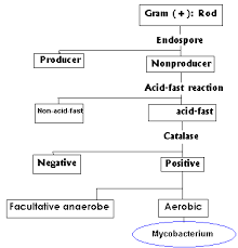 Bergeys Manual Identification Flow Charts Bergeys