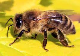 To be excellent or of an extremely dictionary. Do Bees Have Knees Science Abc