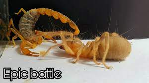 How high can a camel jump? What Will Happen If Giant Camel Spider Sees Venomous Scorpion And Cockroach Youtube