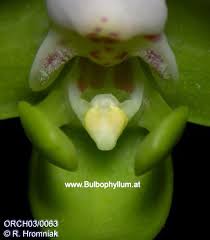 Image result for Polystachya campyloglossa