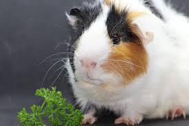 Always consult your vet if you're worried about any. Best Sources Of Vitamin C For Your Pet Guinea Pig Face Foundation Blog
