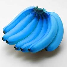 They're a hybrid of two species of banana native to southeast asia — musa balbisiana and musa acuminate. Blue Banana Seeds Banana Tree Seeds Delicious Rare Fruit Musa Blue Java Garden Lawn Gardening Decoration 150 Pcs Buy Online In Antigua And Barbuda At Antigua Desertcart Com Productid 136184755