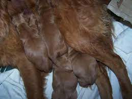 Akc golden retriever puppies for sale for sale in omaha, nebraska. Akc Golden Retriever Puppies For Sale For Sale In Omaha Nebraska Classified Americanlisted Com
