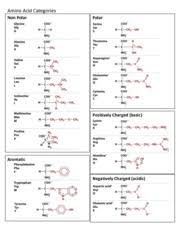 amino acid chart 1 amino acid categories non polar polar