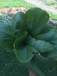 Located in the former mt nebo grange building, mt nebo agway is ohio township's newest lawn, garden, feed, wild bird, and pet supply store. Mount Nebo Farmers Market Posts Facebook