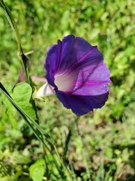 Image result for Ipomoea purpurea