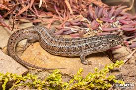 Image result for Leucas capensis