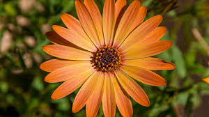 Image result for foto Osteospermum