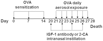 Insulin Like Growth Factor 1 Inhibits Phagocytosis Of