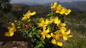 Image result for Hypericum roeperianum