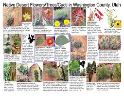Both native species are found in upland and wetland habitats such as fresh or. Pin On Washington County Utah Plants