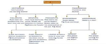 Flow Chart Of Classification Of Animal And Plant Kingdom
