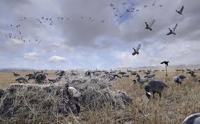 Duck Hunting Saskatchewan Blind Duck Hunting Waterfowl Hunting Bird Hunting