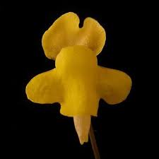 Image result for Genlisea hispidula