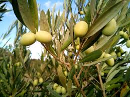Tout Savoir Sur L Olive Verte Picholine Potager City