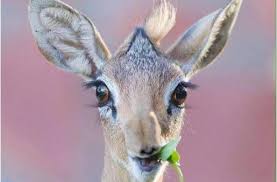 صور غزلان أجمل صور غزال وخلفيات رائعة جدا للغزال موقع حصري cute animals animals beautiful nature animals