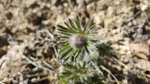 Image result for Lepidagathis lanatoglabra