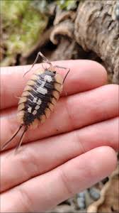 Image result for Isoglossa sp. A