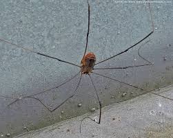 Spiders Long Leg Spider Daddy Long Spider