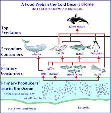 Antarctic Cold Desert Food Chain Food Web Food Chain Cold Deserts