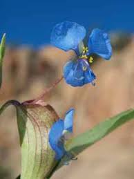 Image result for Commelina schweinfurthii