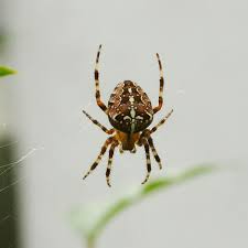 Araneus Diadematus European Garden Spider Cross Orb Weaver Garden Spider Spider Spiders Scary