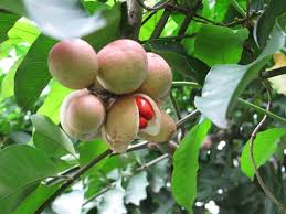 Image result for Aphanamixis polystachya