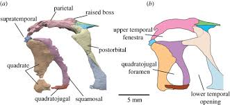 Image result for Pentarhopalopilia