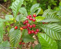 Image result for Psychotria succulenta