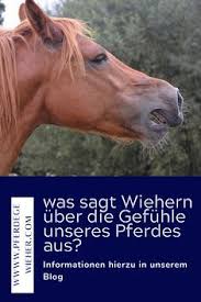 Посмотрите твиты по теме «#pferdekaufvertrag» в твиттере. Horse Informations
